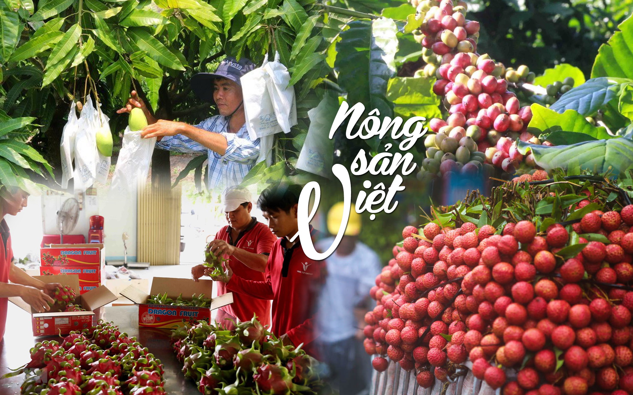 Số hóa chứng nhận: Lời giải cho bài toán cạnh tranh của nông sản Việt