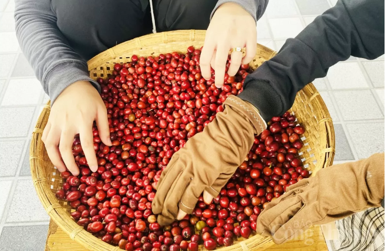 Xuất khẩu cà phê vẫn vượt 1,5 tỷ USD dù giá thế giới đi xuống