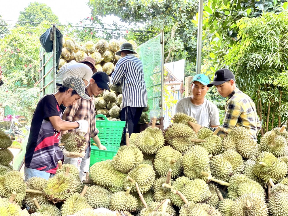 Xuất khẩu sầu riêng tăng tốc, có thể chạm ngưỡng 1 tỷ USD
