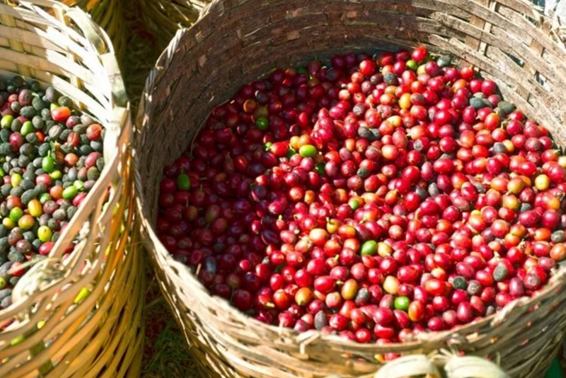 Cà phê Việt Nam xuất khẩu sang Hàn Quốc tăng 31,2% về kim ngạch