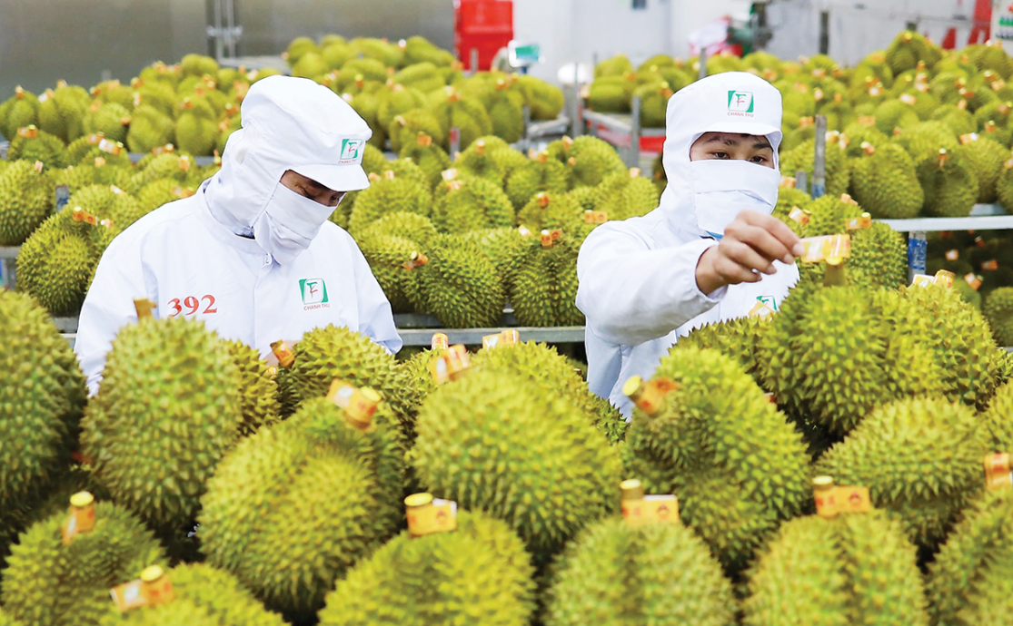 Xuất khẩu rau quả tăng tốc, mặt hàng tươi chiếm lĩnh thị trường