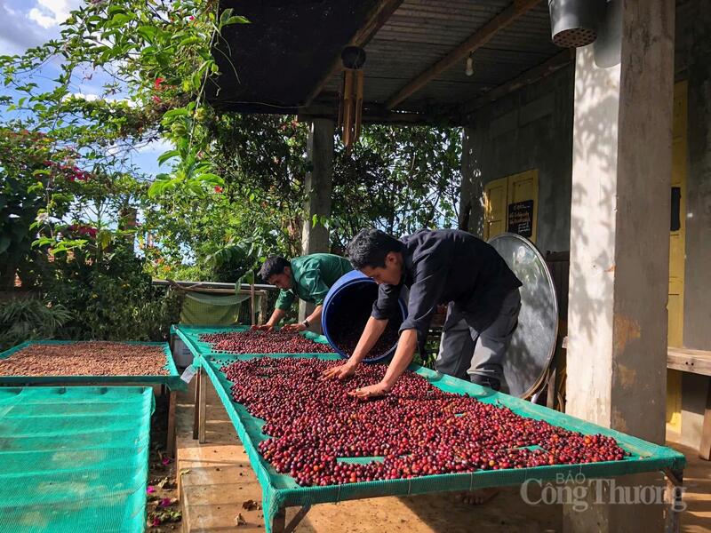 Doanh nghiệp cà phê linh hoạt thích ứng, giữ nhịp xuất khẩu ổn định