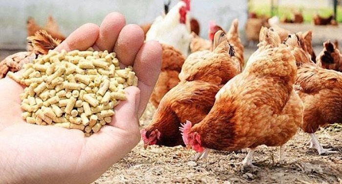 Xuất khẩu thức ăn gia súc sang Trung Quốc tăng gần mạnh