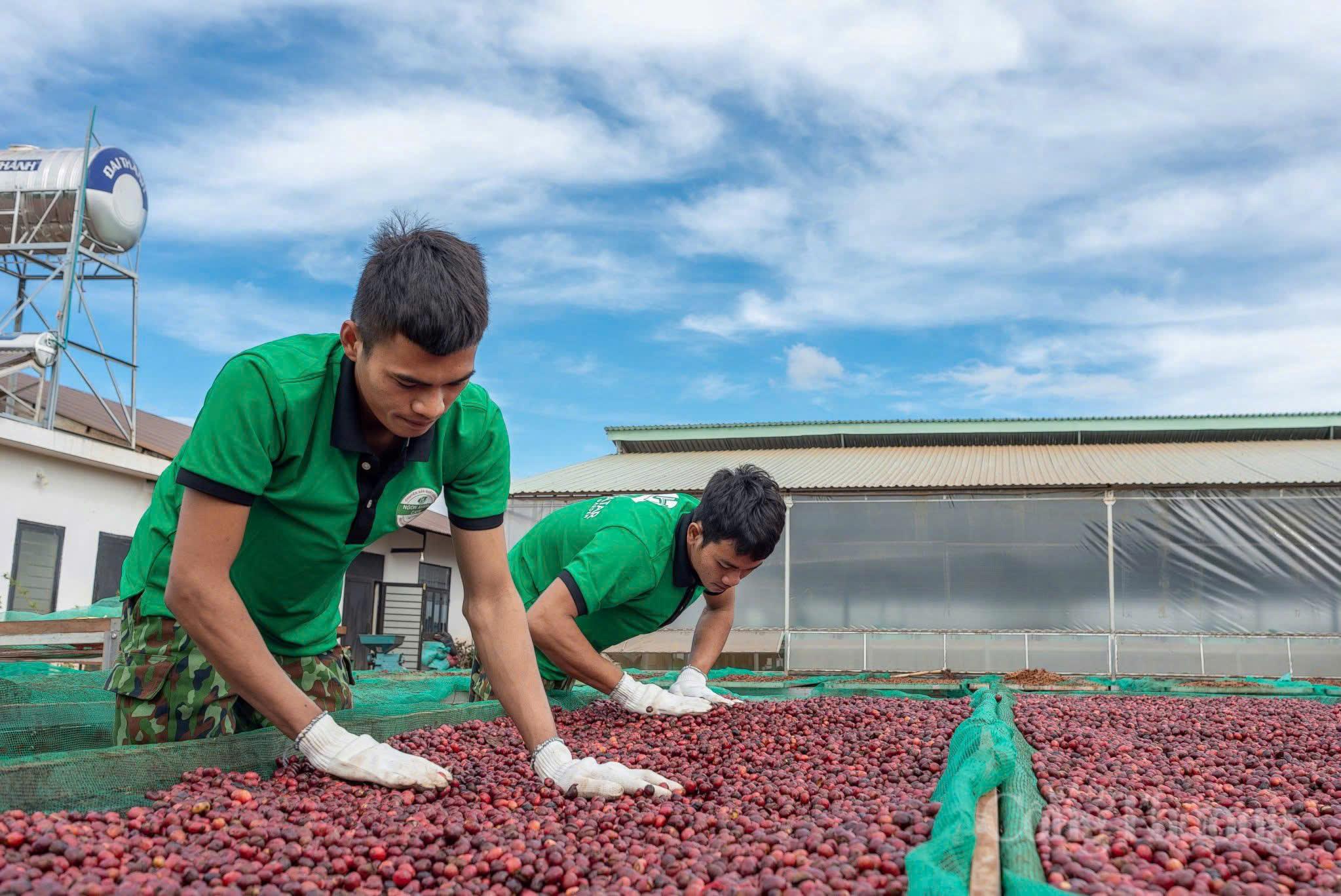 Giá cà phê hôm nay 26/3/2026: Tăng nhẹ 500 - 600 đồng/kg