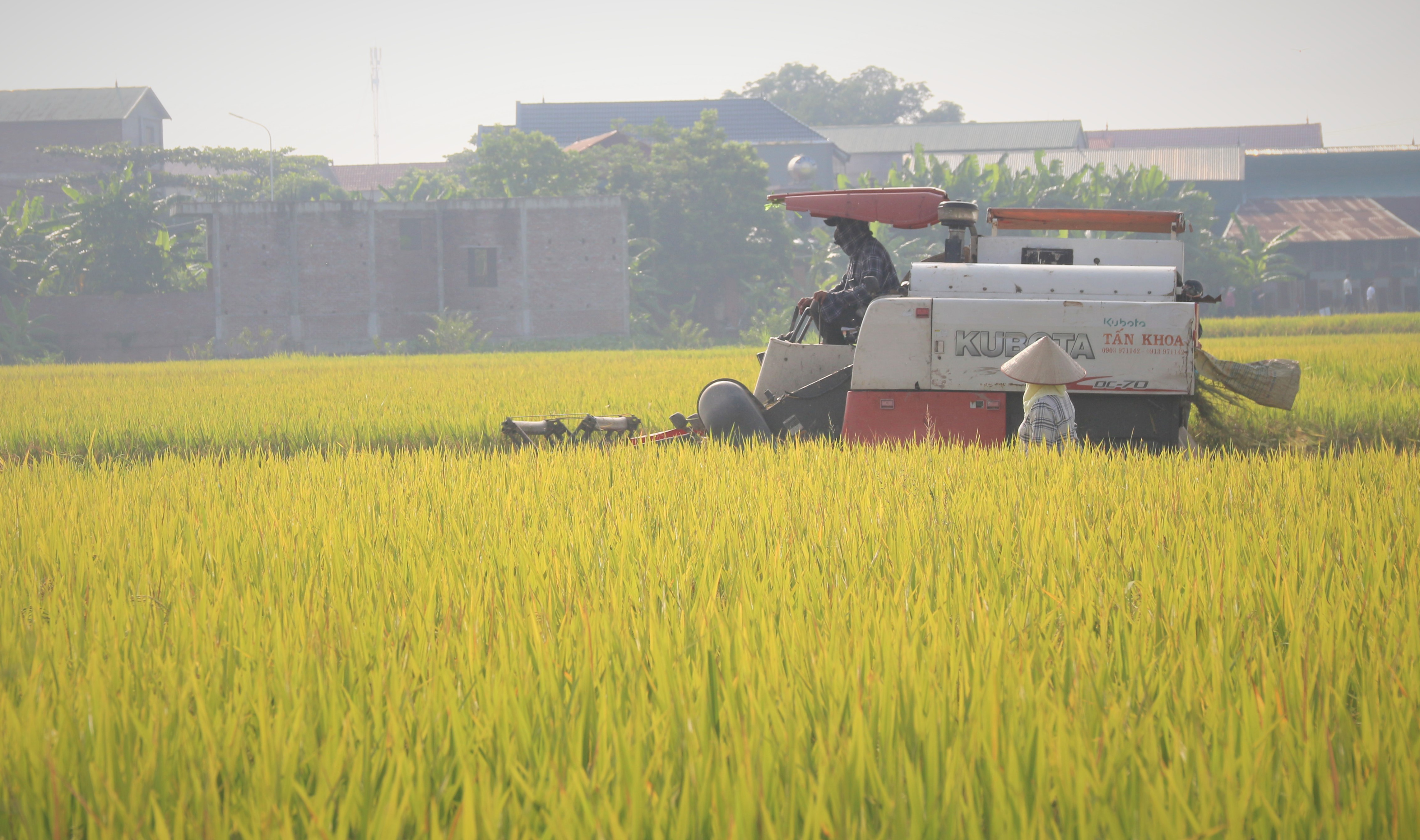 Cạnh tranh xuất khẩu gia tăng, gạo Việt chuyển sang 'xanh'