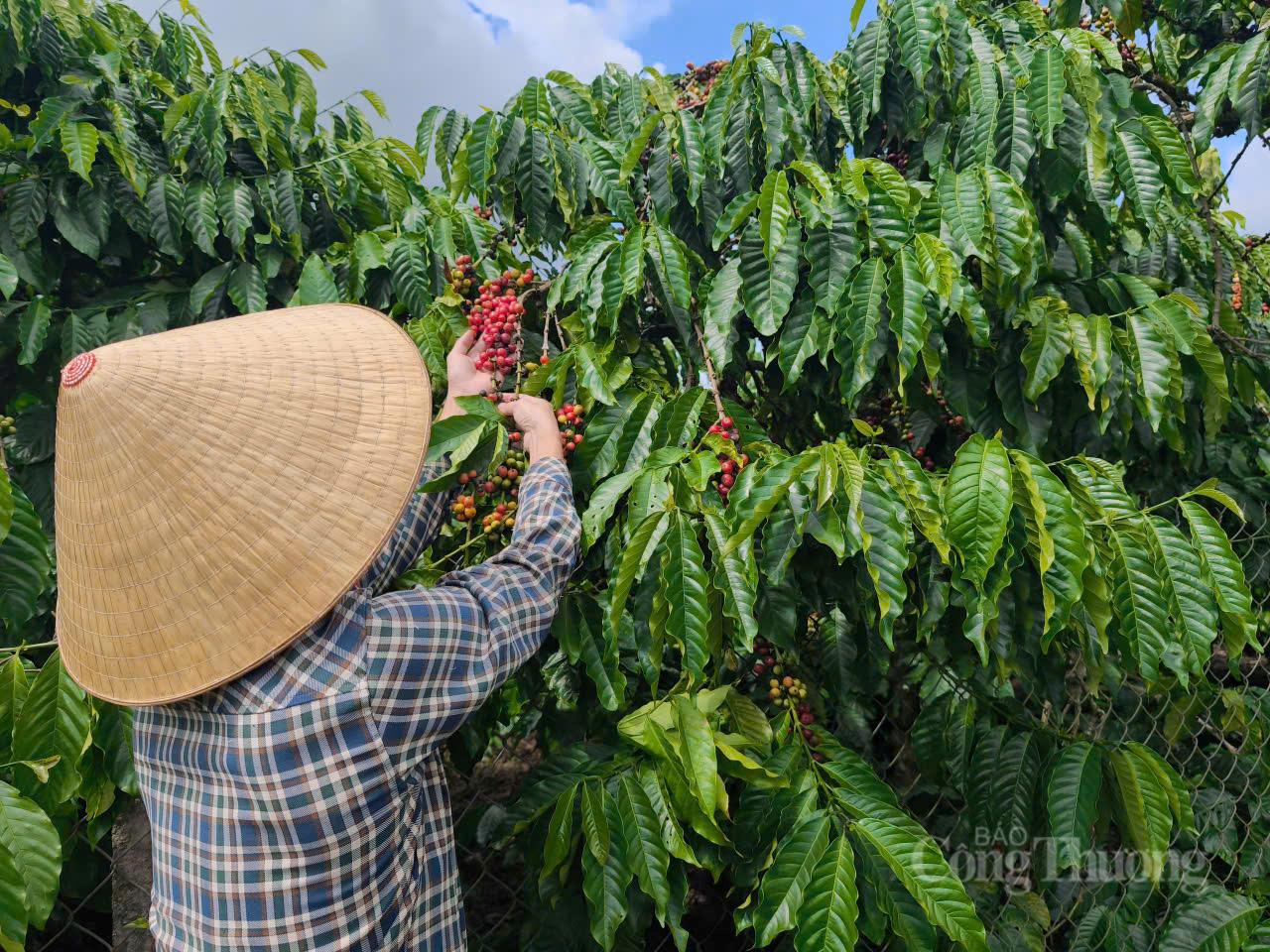 Giá cà phê hôm nay 01/4/2026: Bất ngờ lao dốc, giảm đến 4.800 đồng/kg 