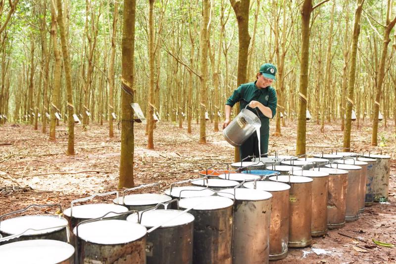 Xuất khẩu cao su Việt Nam tăng mạnh trong tháng 3
