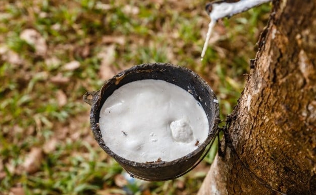 Giá cao su đồng loạt tăng, rủi ro nguồn cung vẫn đè nặng thị trường