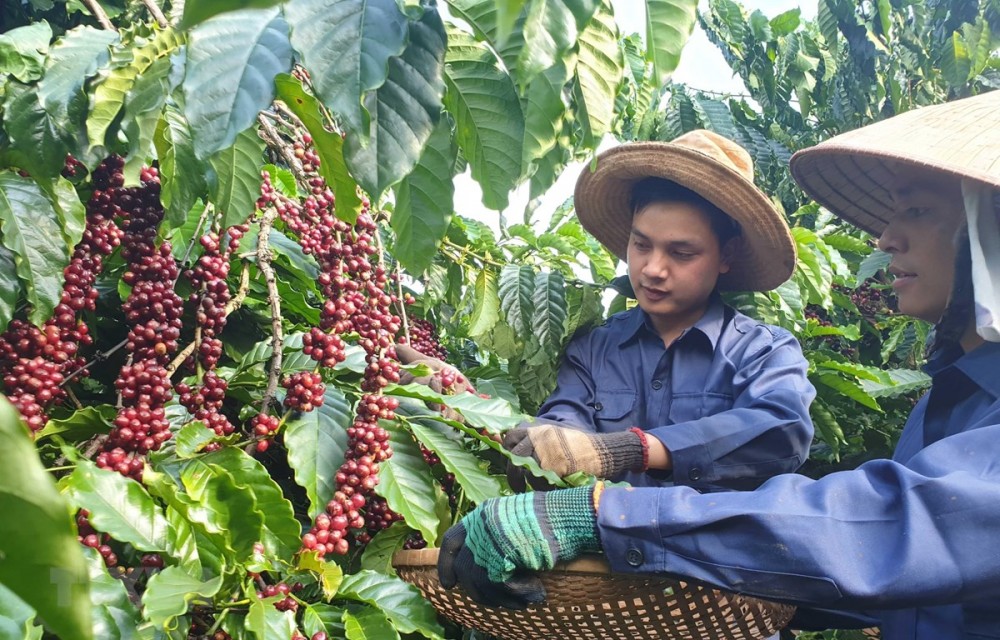 Việt Nam là thị trường cung cấp cà phê lớn thứ ba cho Anh 