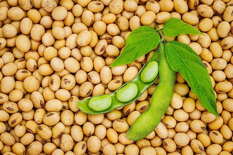 Giá đậu tương bật tăng lên cao