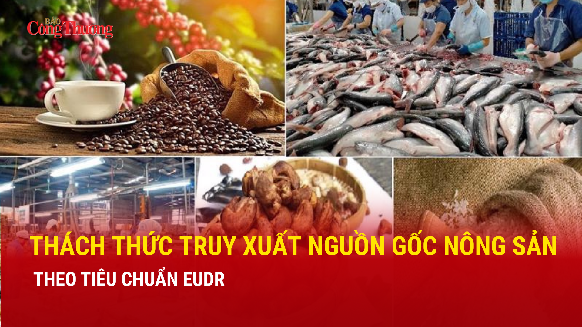 Thách thức truy xuất nguồn gốc Trang Chủ OKVIP COM Top #1 theo tiêu chuẩn EUDR