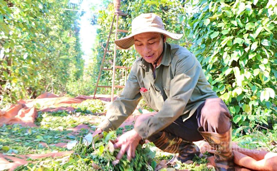 Giá tiêu hôm nay 18/5/2026: Ổn định phiên đầu tuần