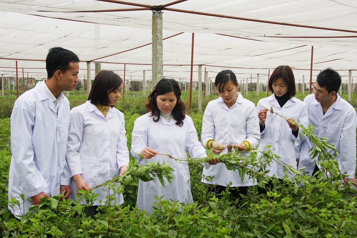 'Đường băng' mới cho dược liệu Việt cất cánh
