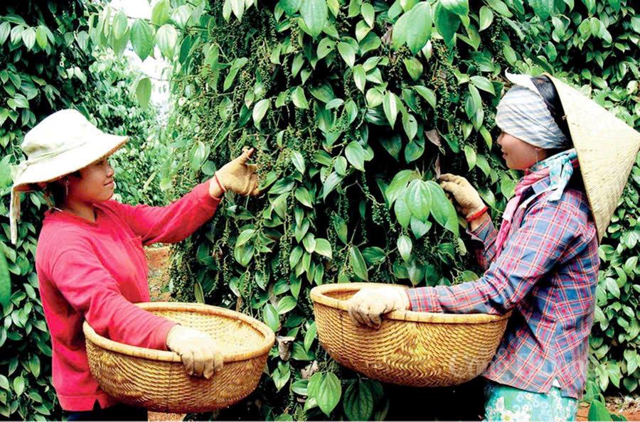 Giá tiêu hôm nay 23/5/2026: Nối dài chuỗi ngày đi ngang