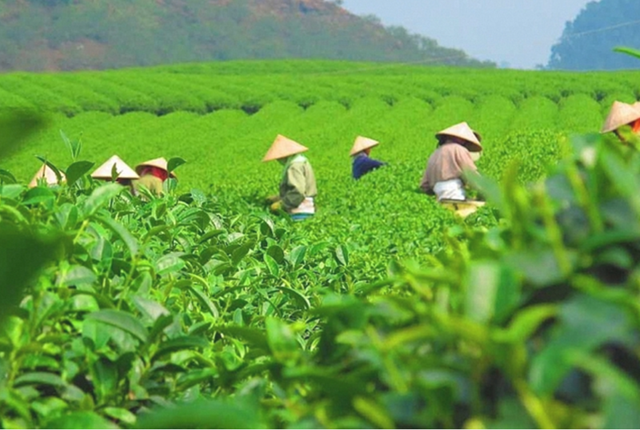 Giá chè xuất khẩu tăng mạnh, Việt Nam thu 58,5 triệu USD sau 4 tháng