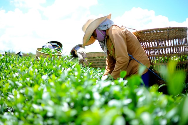 Xuất khẩu chè: Nâng cao năng lực cạnh tranh từ chiến lược dài hạn