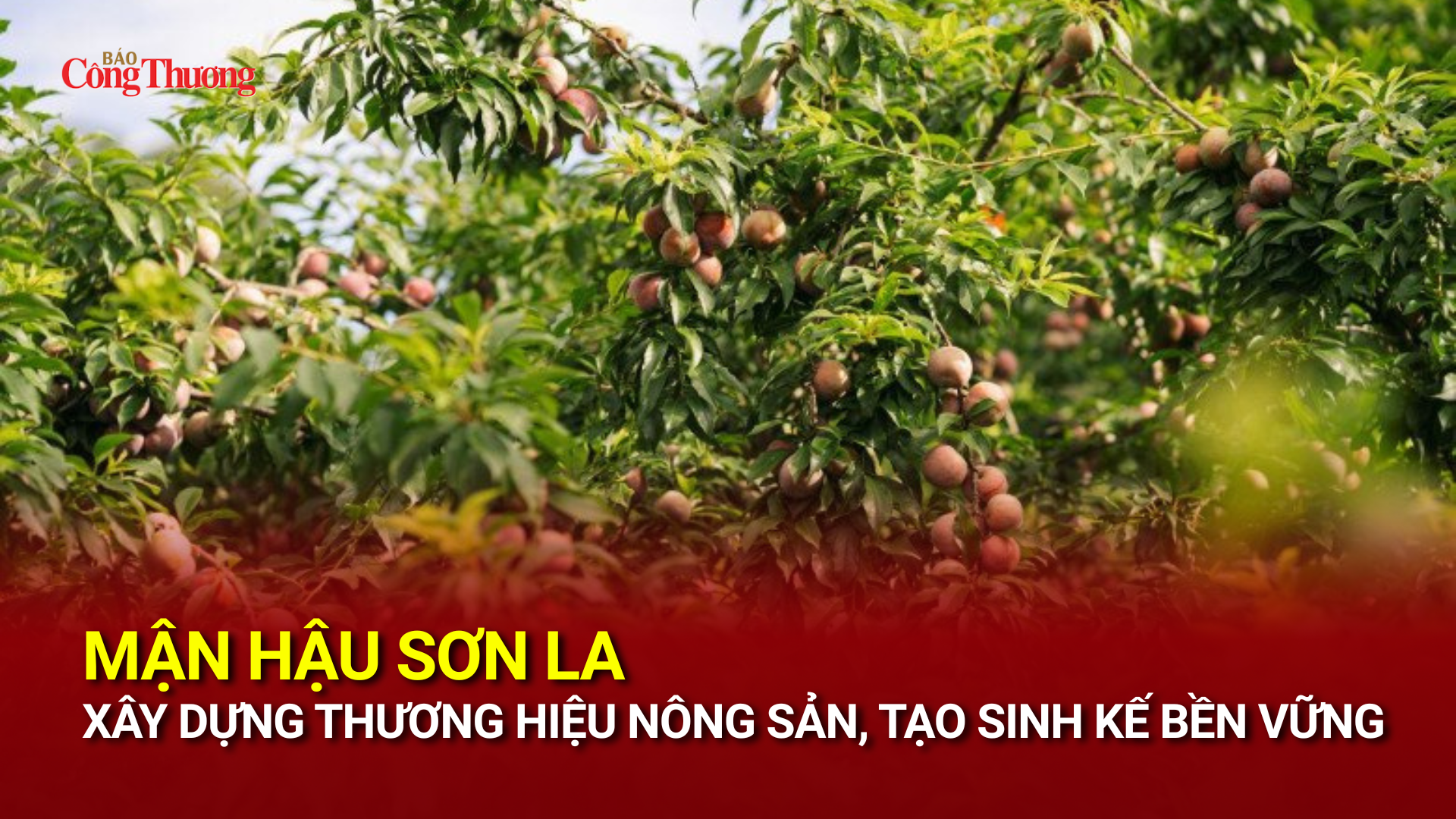 Mận hậu Sơn La Liên minh Okvip có bao nhiều trang thương hiệu Trang Chủ OKVIP COM Top #1, tạo sinh kế bền vững