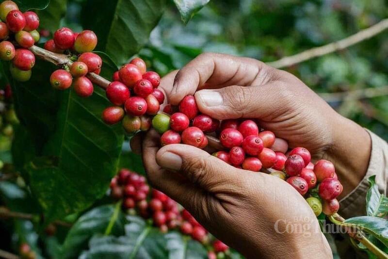 Nguồn cung cải thiện, giá cà phê giảm xuống mức thấp nhất nhiều tháng