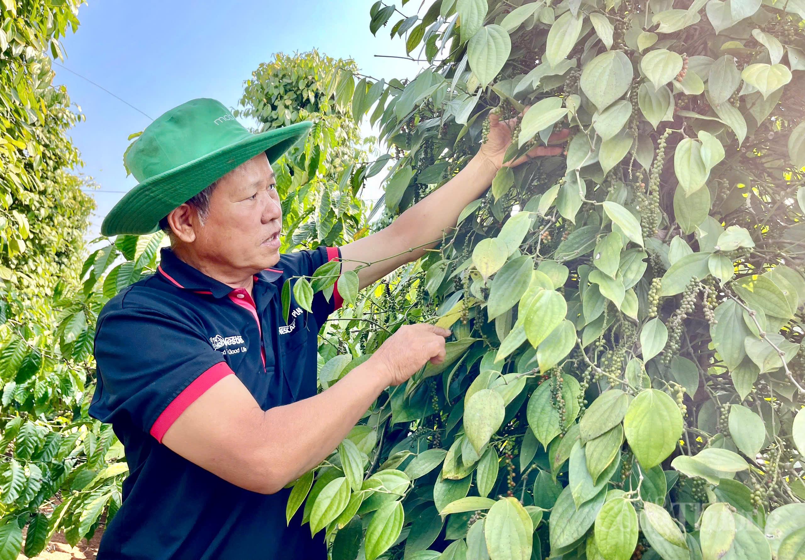 Giá tiêu hôm nay 5/6/2026: Đồng loạt tăng 1.000 đồng/kg