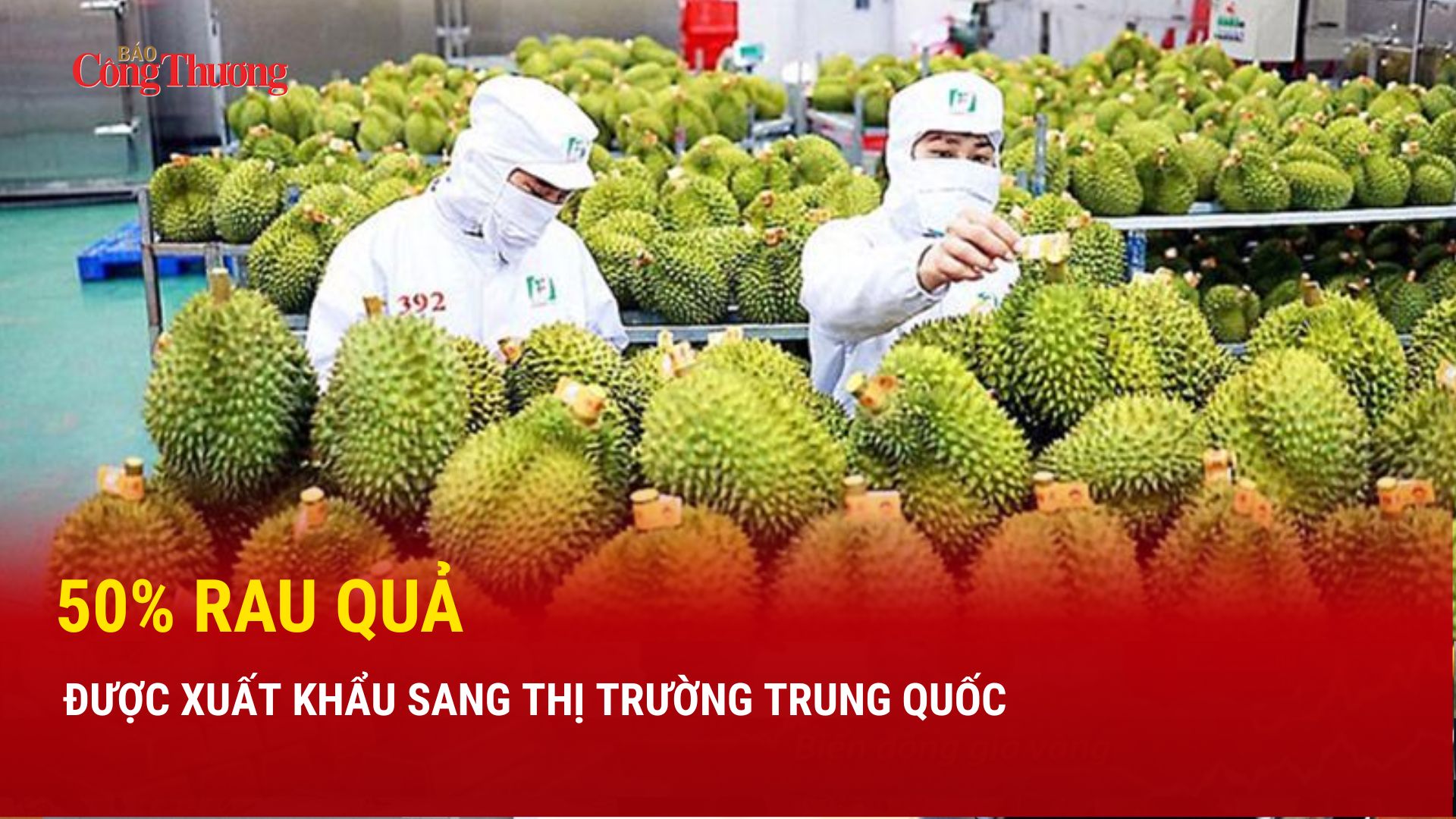 50% rau quả được Liên Minh Truyền Thông Và Game Giải Trí Top 1 sang thị trường Trung Quốc