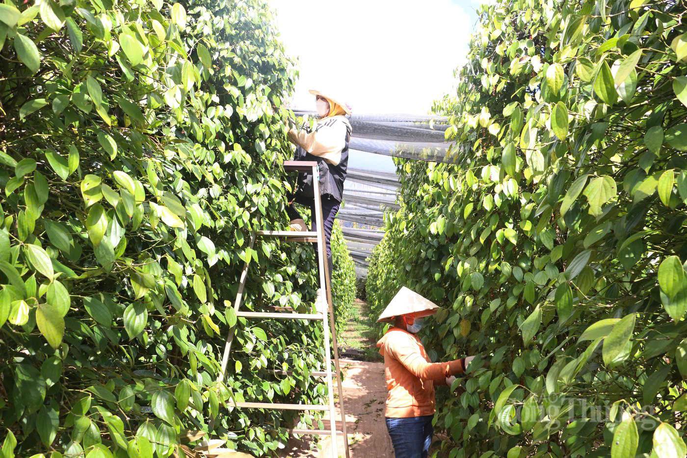 Giá tiêu hôm nay 9/6/2026: Dao động từ 137.000 - 140.000 đồng/kg. 